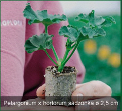 VITROFLORA sadzonki nasiona siewki rozsady byliny ro�liny doniczkowe w Polsce