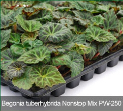 VITROFLORA sadzonki nasiona siewki rozsady byliny ro�liny doniczkowe w Polsce